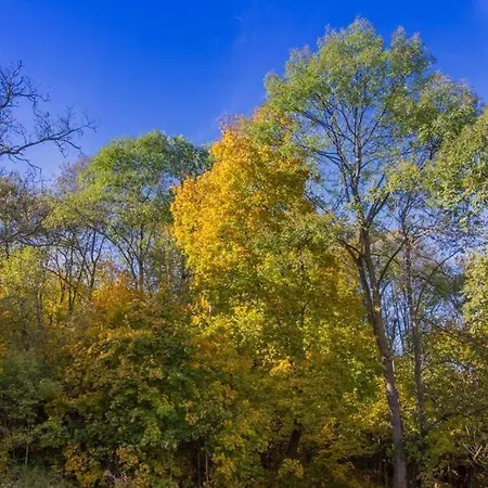 Forest In The Middle Of * Braşov
